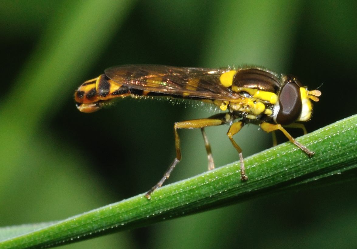 Sphaerophoria scripta  ♂ e S. sp. ♀ (Syrphidae)